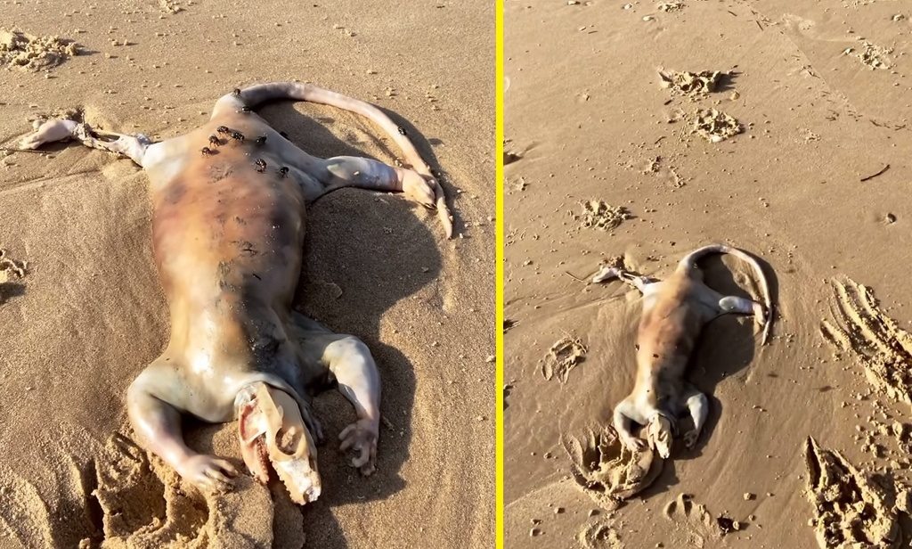 Criatura misteriosa é encontrada em praia da Austrália intriga o mundo