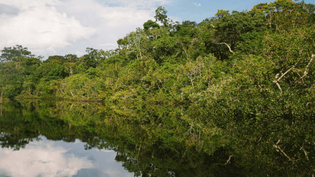 Imagem da floresta amazônica (Imagem: Nathalia Segato/Unsplash)