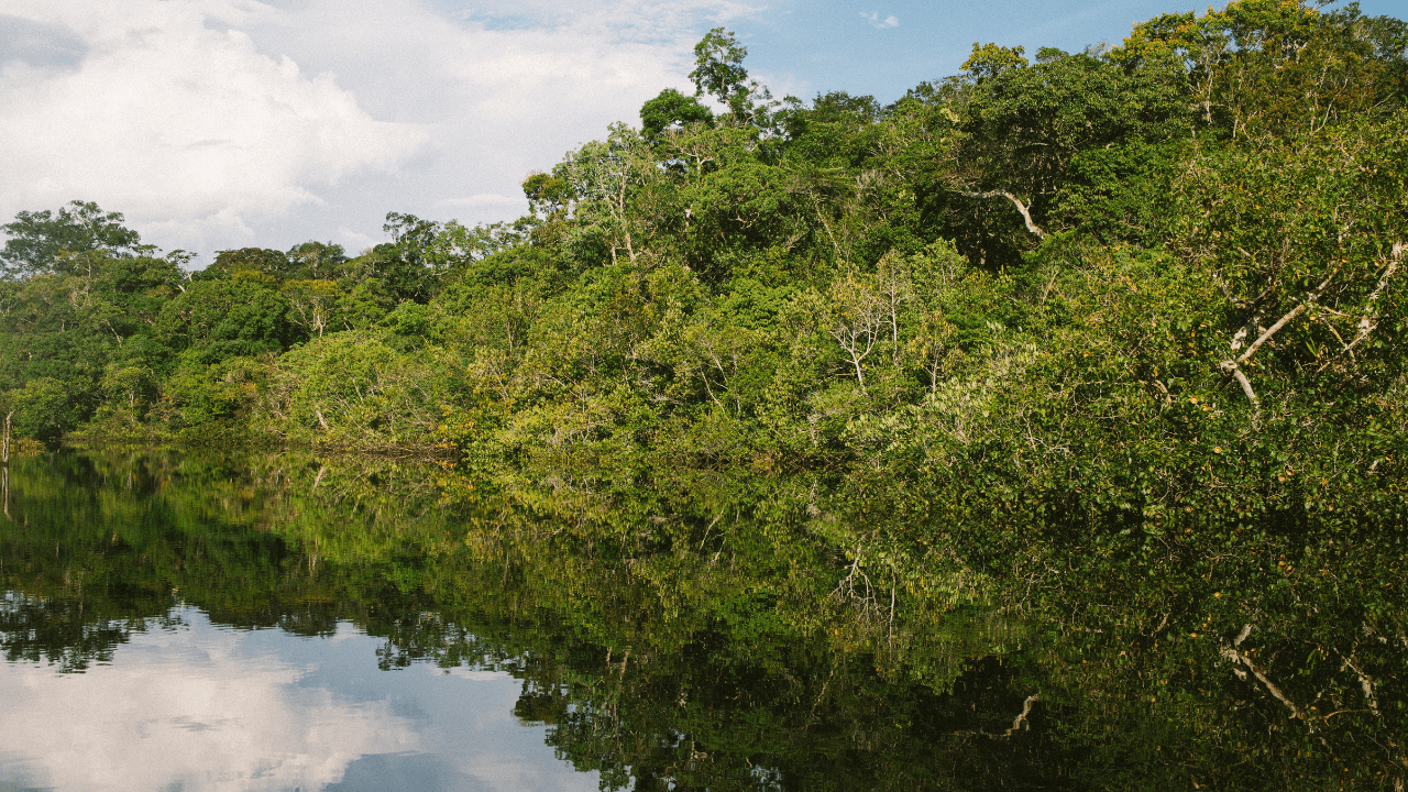 Imagem da floresta amazônica (Imagem: Nathalia Segato/Unsplash)