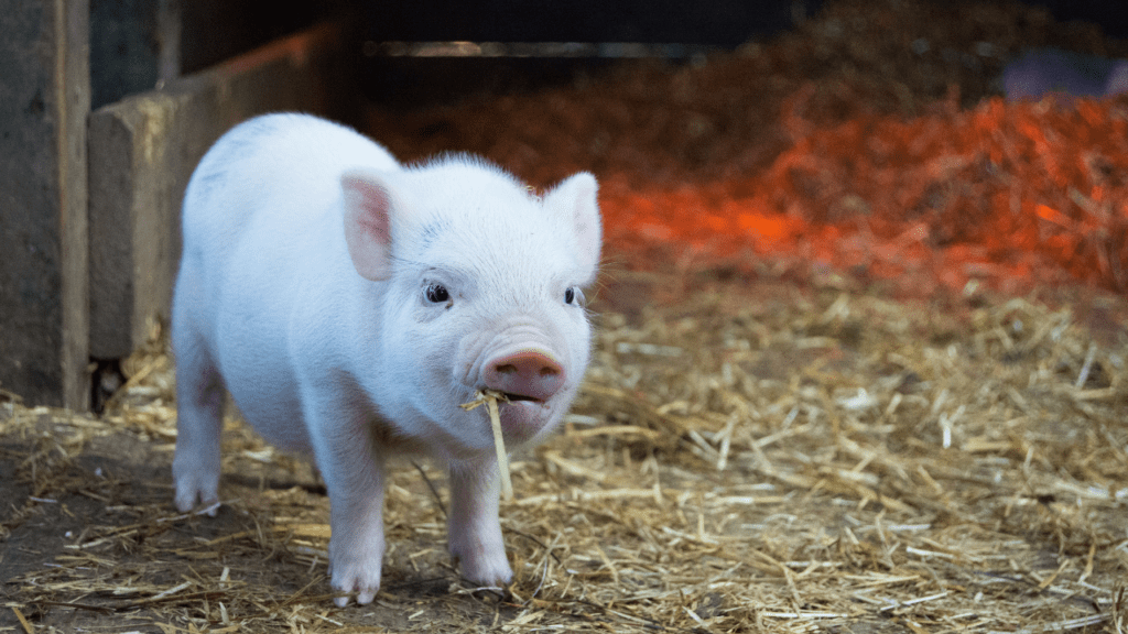 Filhote de porco se alimentando (Imagem: Christopher Carson/Unsplash)