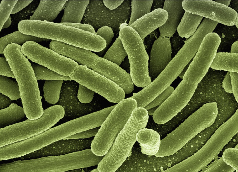 Cientistas descobrem maior bactéria do mundo, que pode chegar a 2 cm