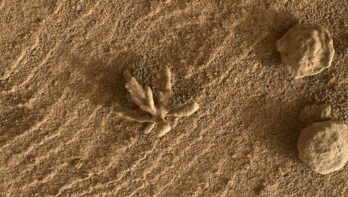 Sinal de vida? NASA encontra objetos semelhantes a flores em Marte