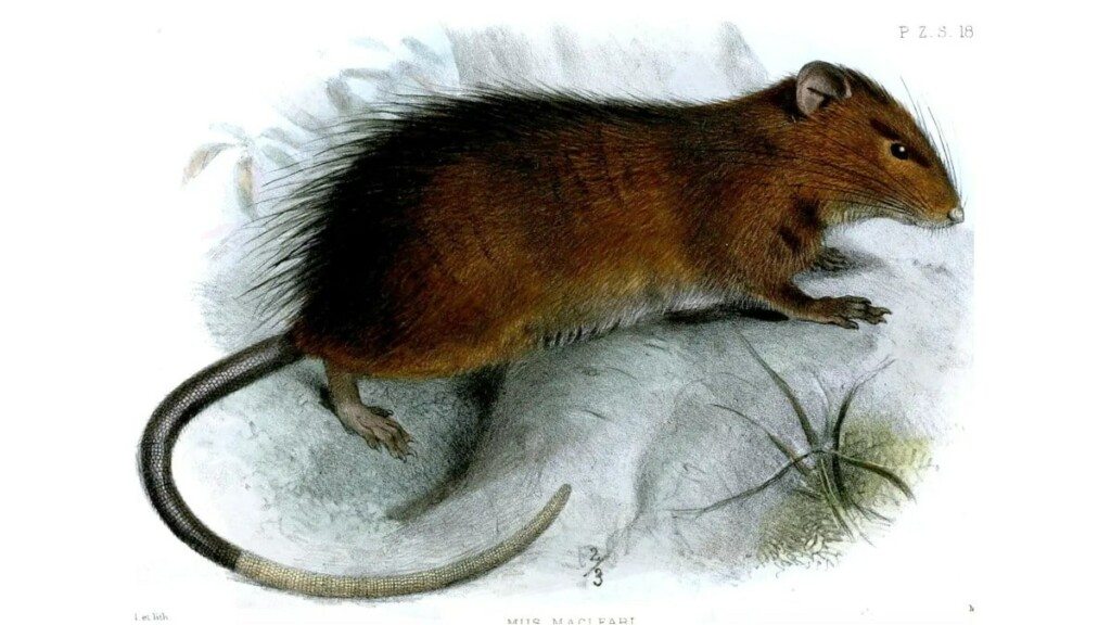 Rato extinto há 120 anos pode ser ressuscitado por cientistas