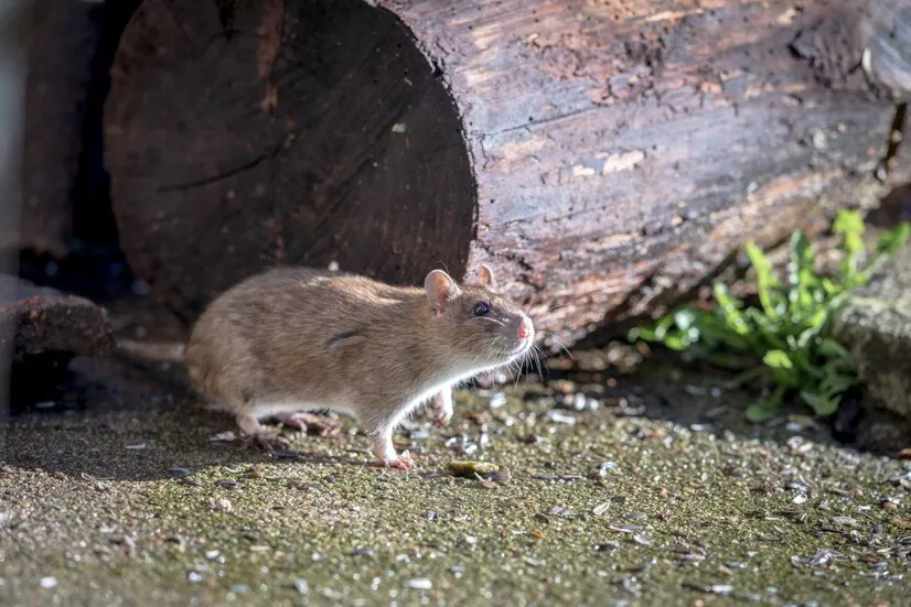 Rato extinto há 120 anos pode ser ressuscitado por cientistas