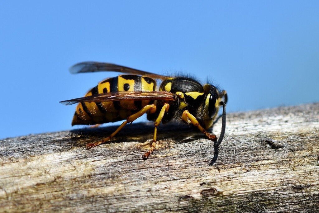 Cientistas criam “armadilha sexual” para atrair vespas gigantes