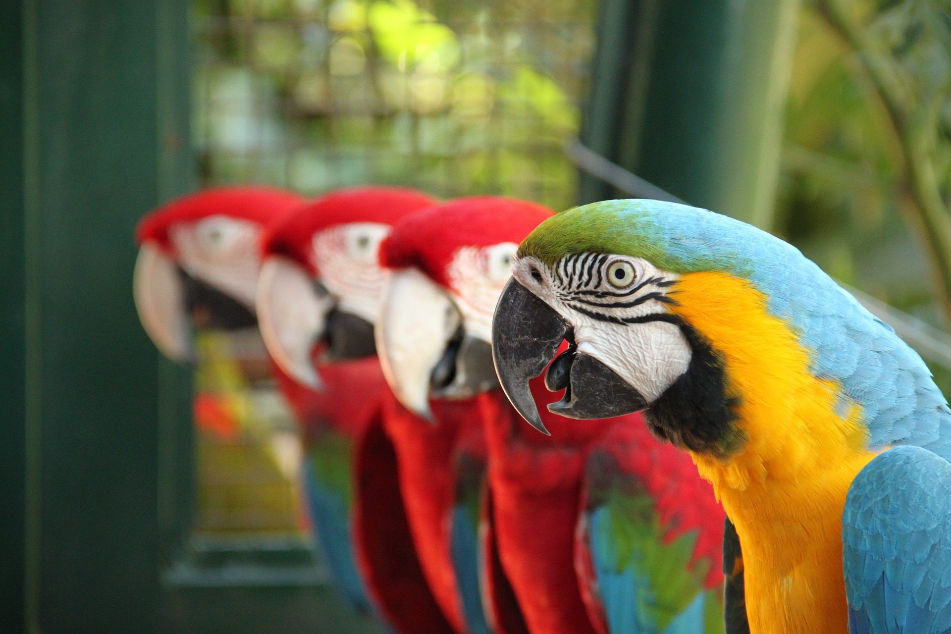 Novo estudo diz que pássaros tropicais são mais coloridos