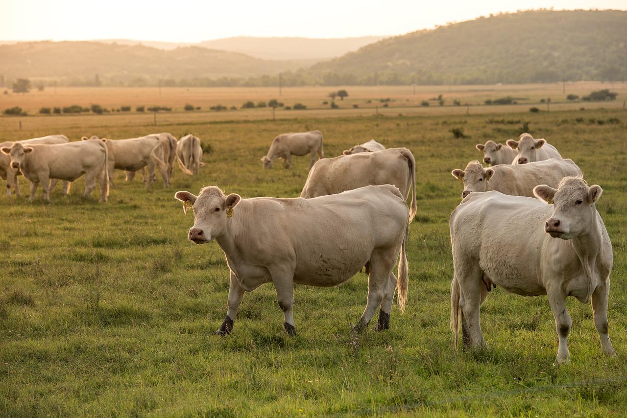 Por que o pum da vaca ameaça a camada de ozônio?