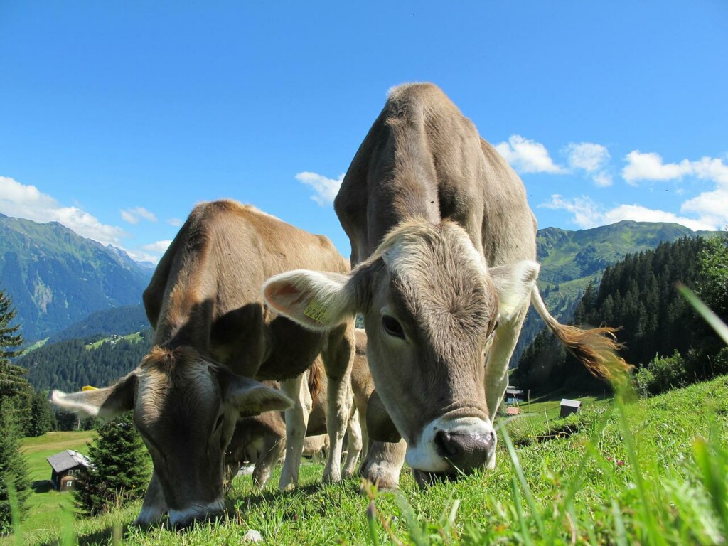 Por que o pum da vaca ameaça a camada de ozônio?