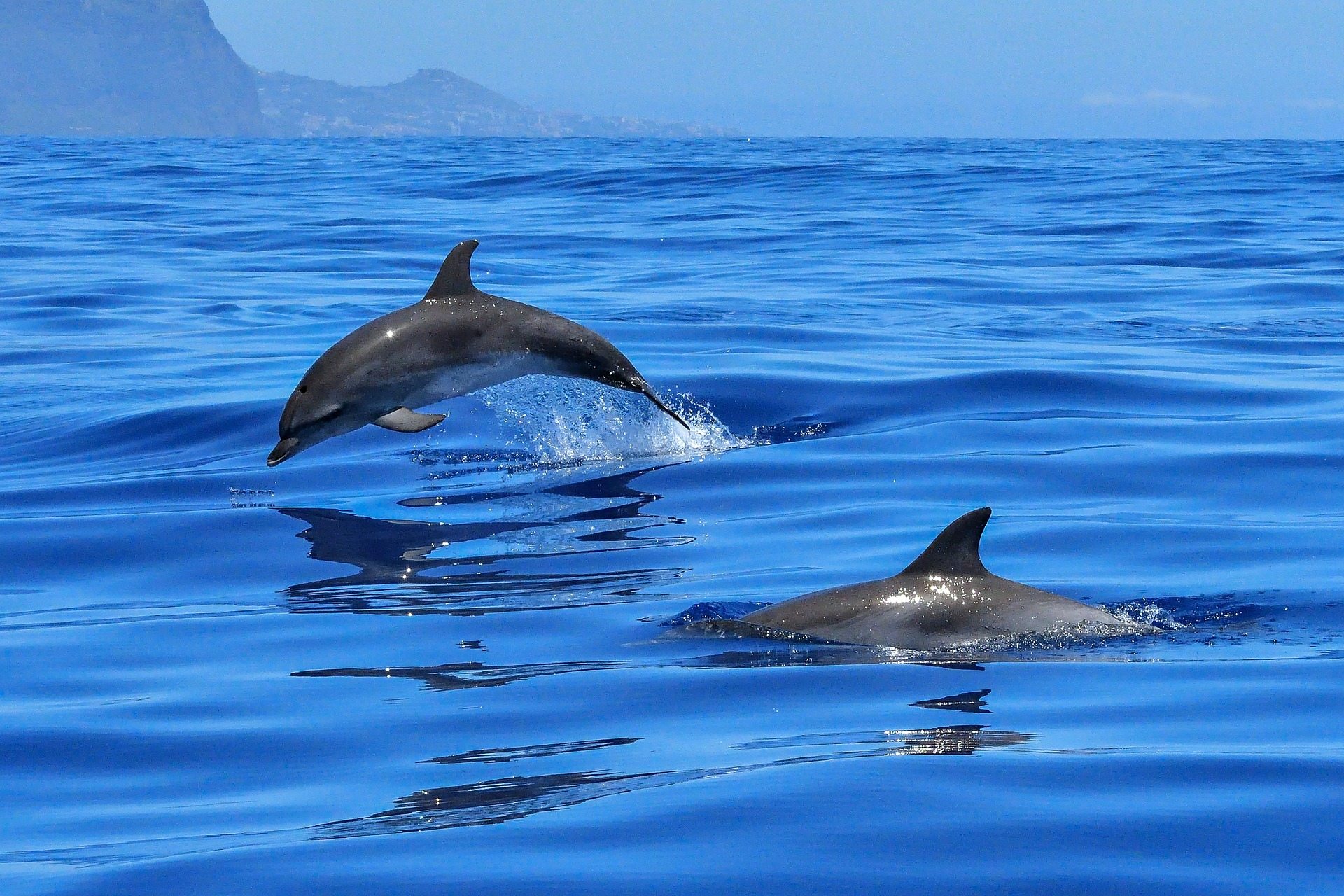 Hábitos sociais dos golfinhos podem espalhar vírus