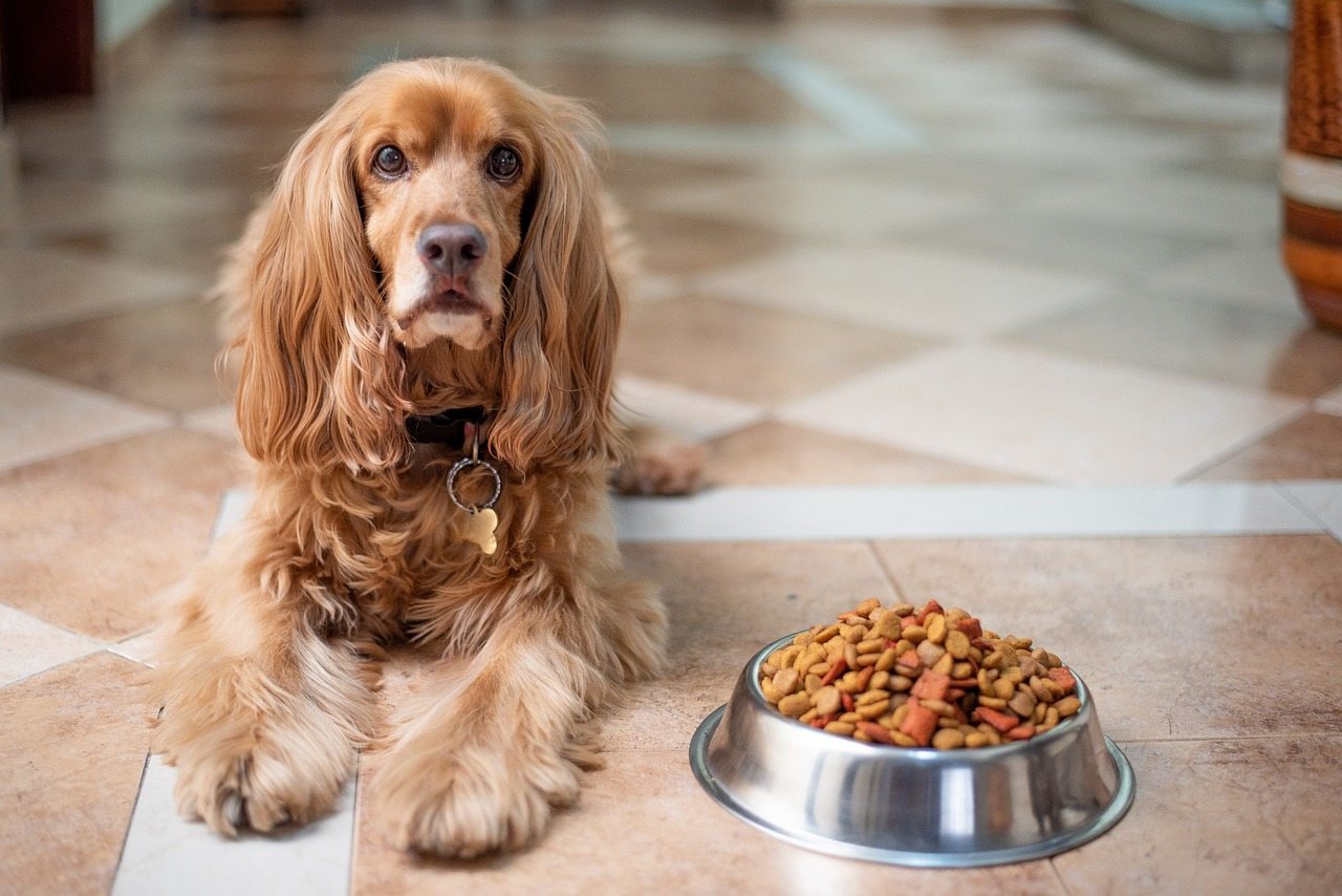 Cachorros veganos têm menos problemas de saúde, revela estudo