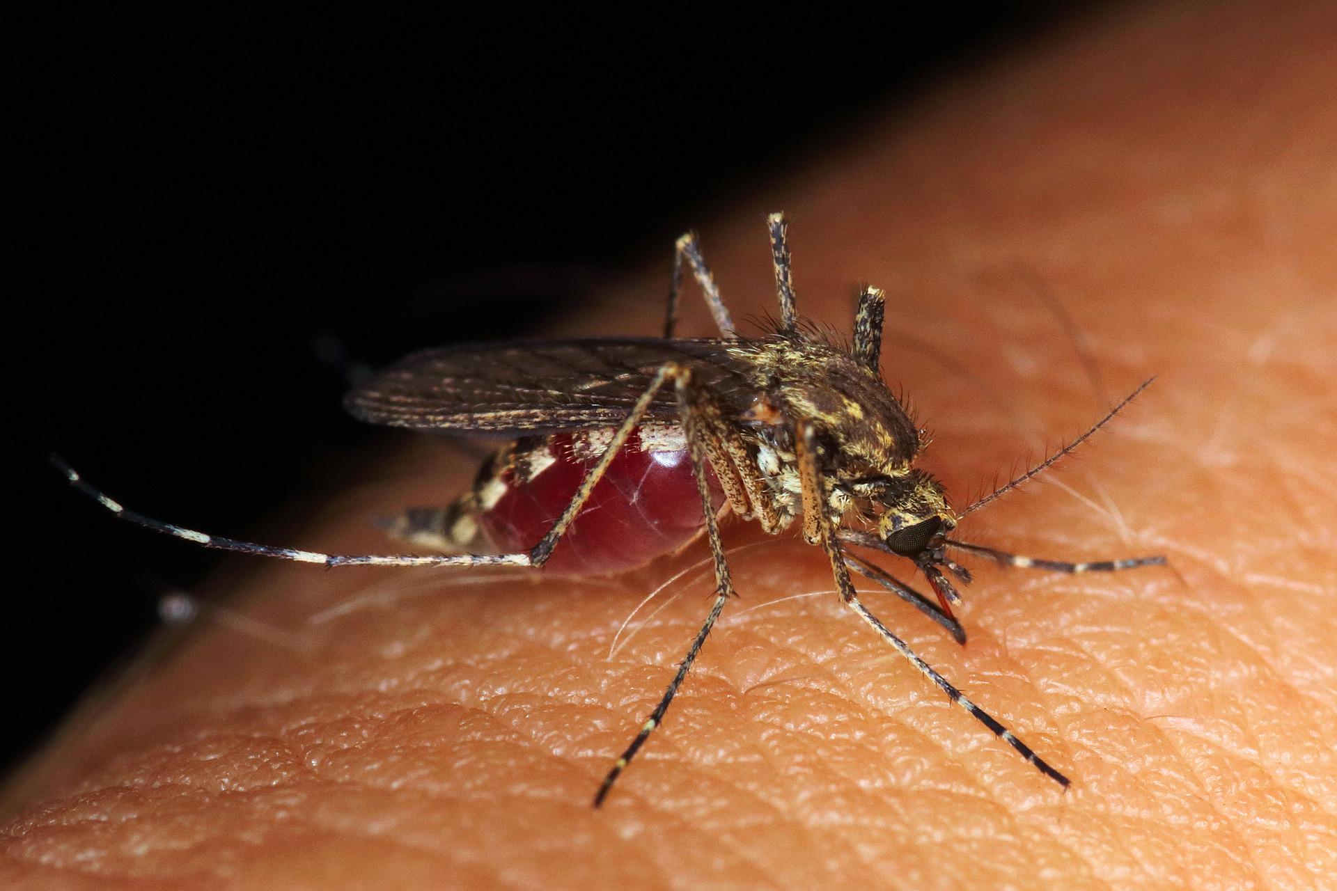 Mosquitos “imortais” são descobertos em estudo surpreendente