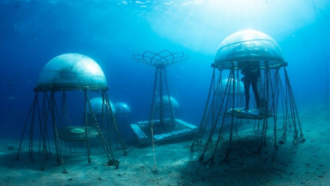 Jardim futurista: essas plantações subaquáticas podem alimentar milhões