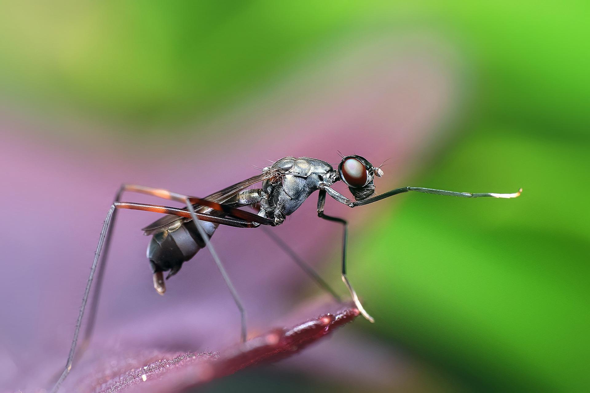 Câncer de mama pode ser futuramente detectado por formigas