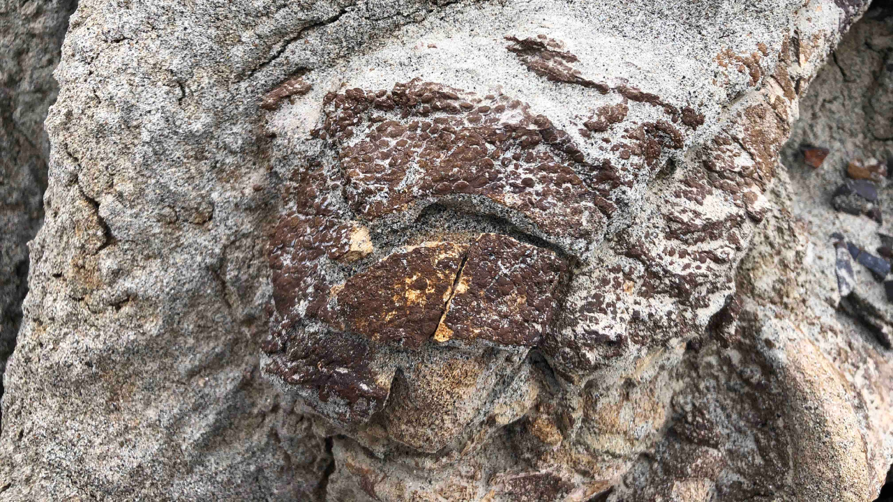 Dinossauro mumificado é encontrado no Canadá. (Imagem: Divulgação/Universidade de Reading)
