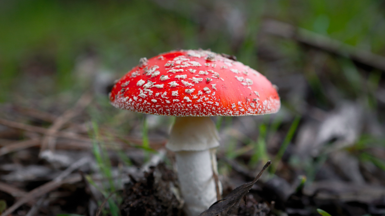 Cogumelos: descoberta de substância nos fungos aponta alívio de sintomas da depressão, segundo estudos