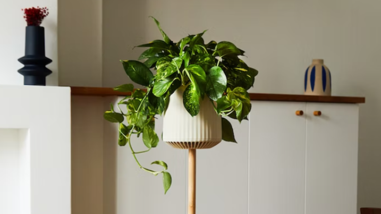 Pothos, a planta poderosa (Imagem: divulgação/Neoplants)