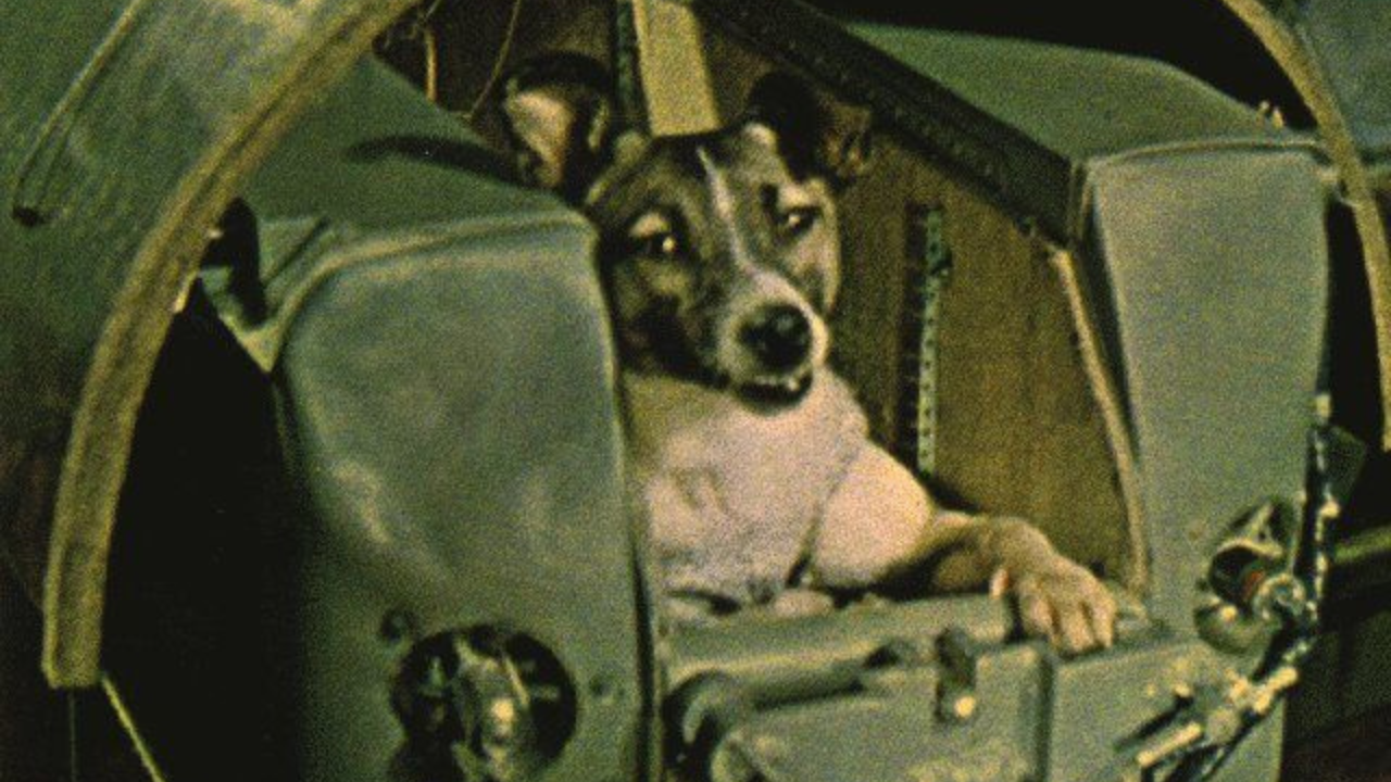 Animal ou pet nas estrelas: há 55 anos, cadela Laika foi ao espaço em nome do progresso da humanidade; entenda