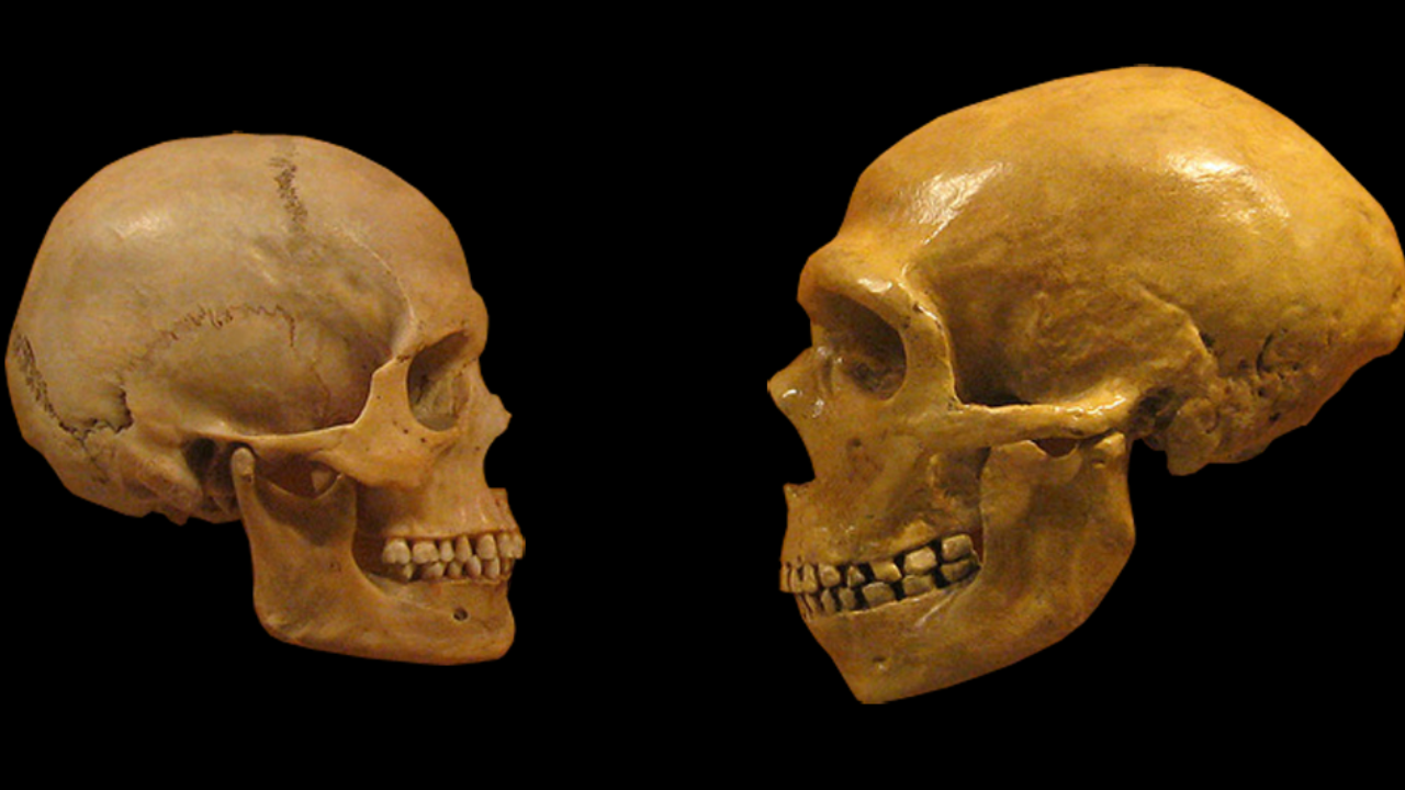 Crânios de Homo sapiens (esquerda) e Neandertal (direita) do Museu de História Natural de Cleveland. (Imagem: Divulgação/World History Encyclopedia)