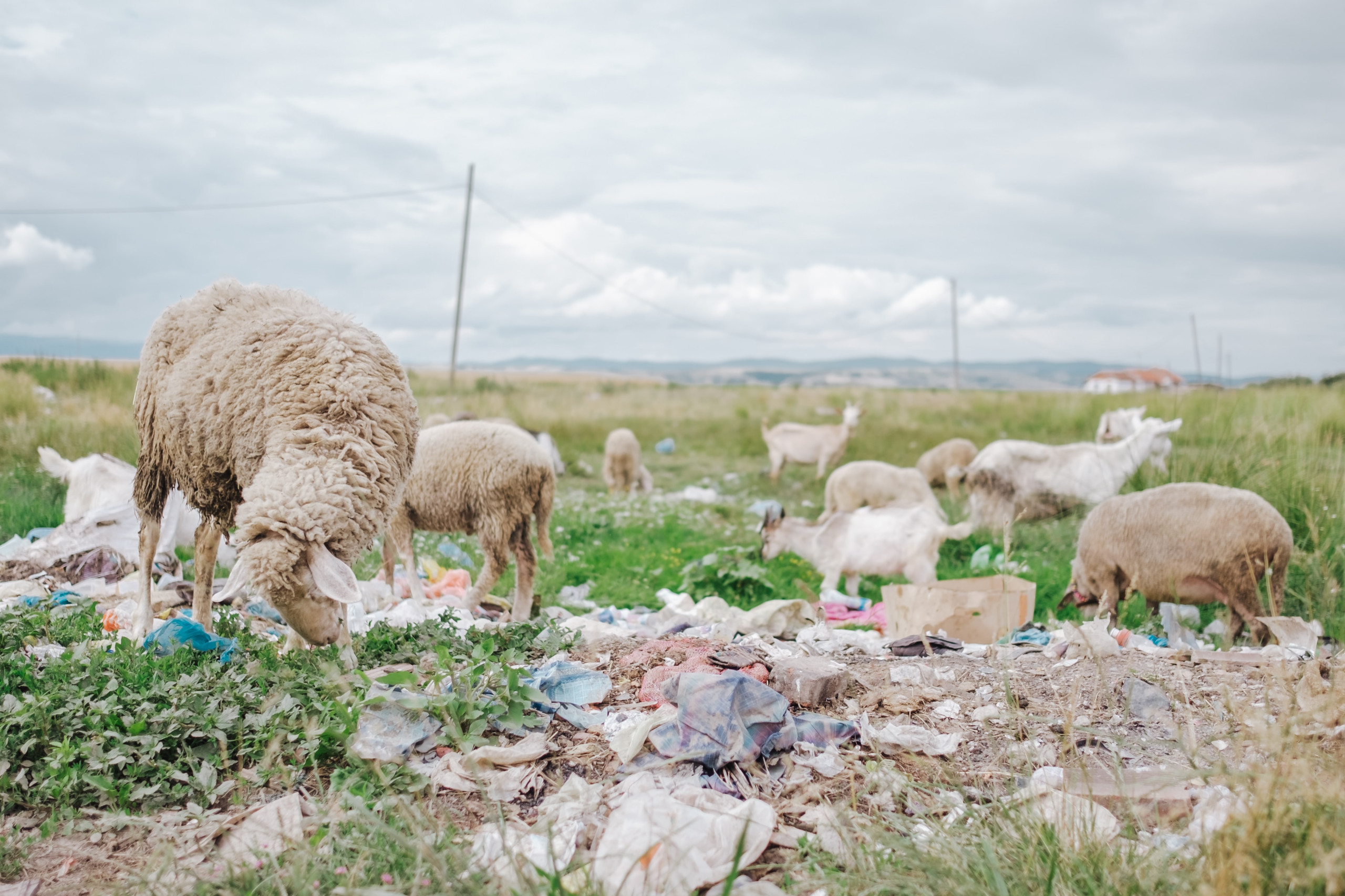 Resíduos humanos de lixões afetam todo o ecossistema (Imagem: Mário Heller/Unsplash)