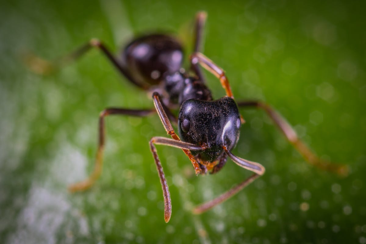 Foto macro de uma forma em cima de uma folha