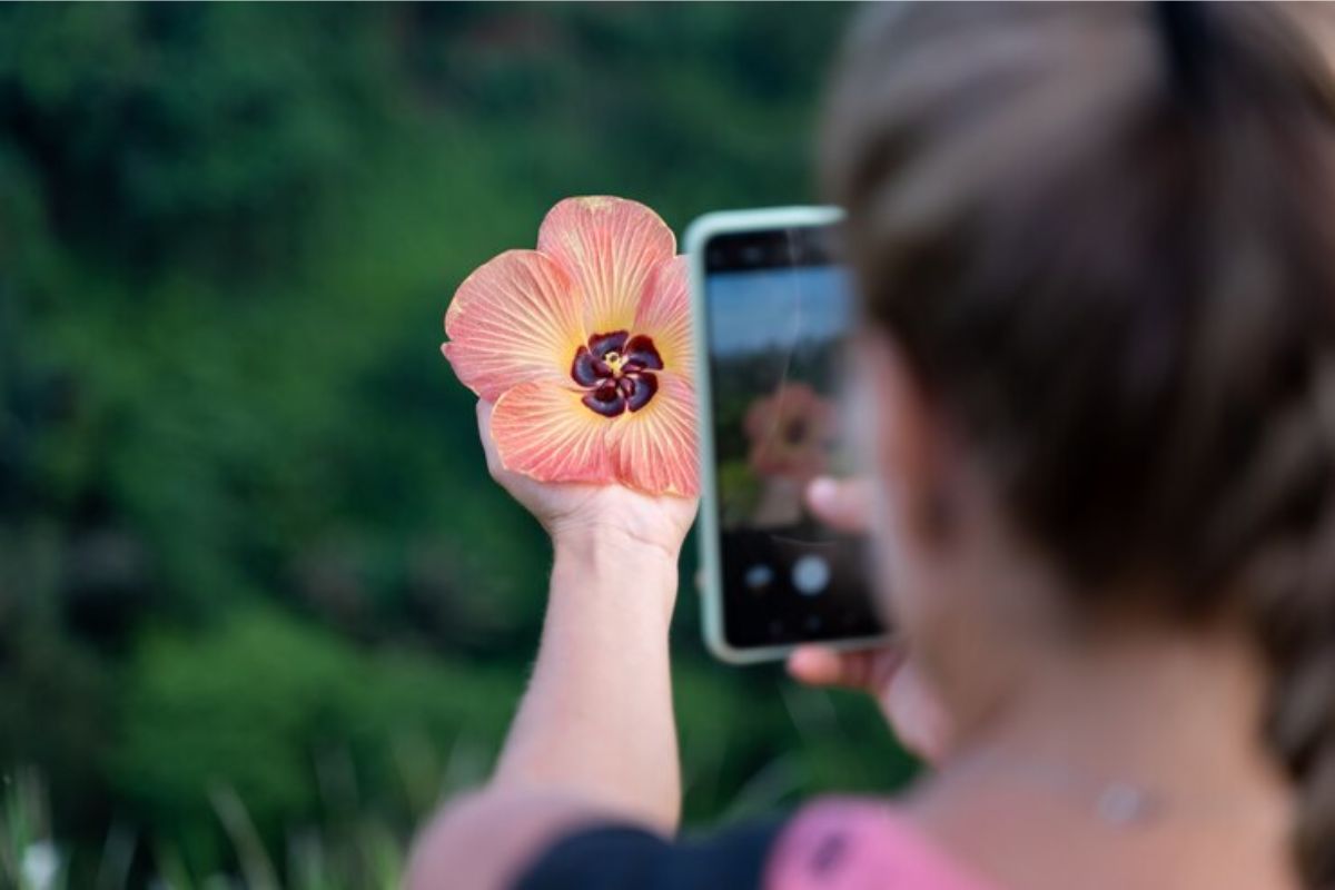 Uma mulher tirando a foto de uma flor com celular até 2500 2024