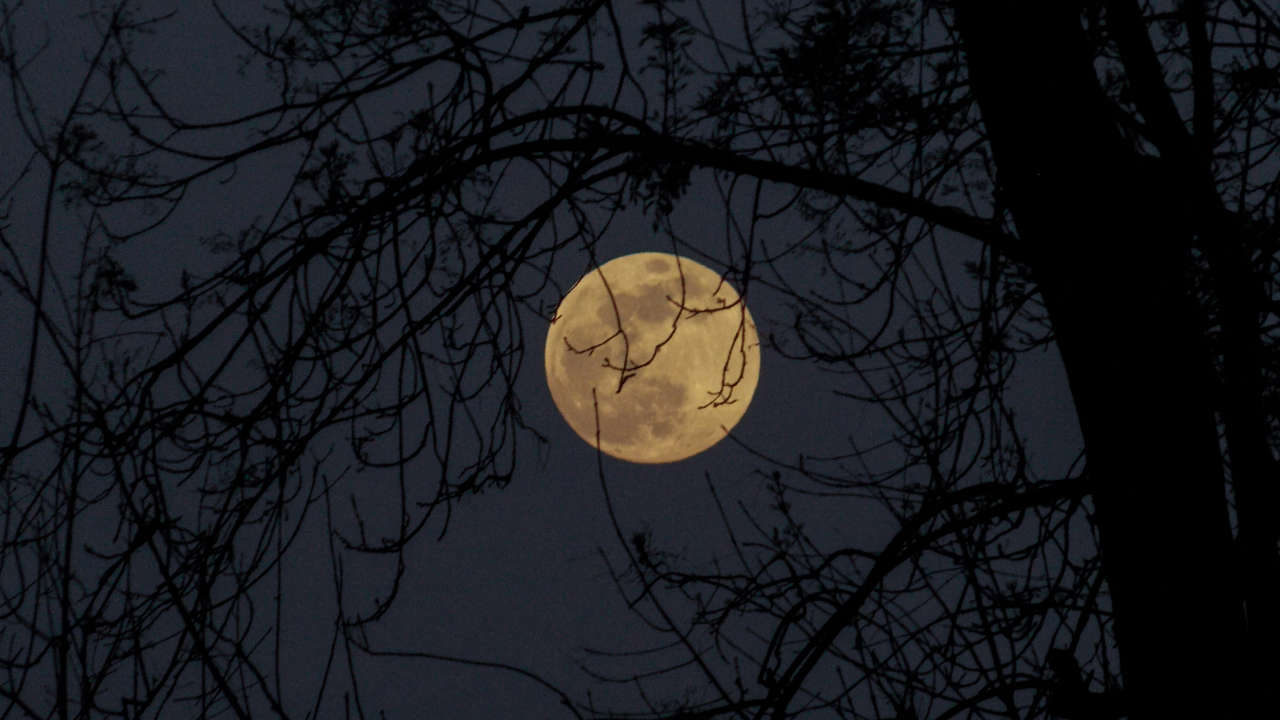 Foto da lua à noite atrás dos galhos de uma árvore